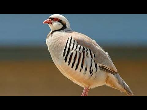 chukar partridge (Alectoris chukar) male | close view | calling