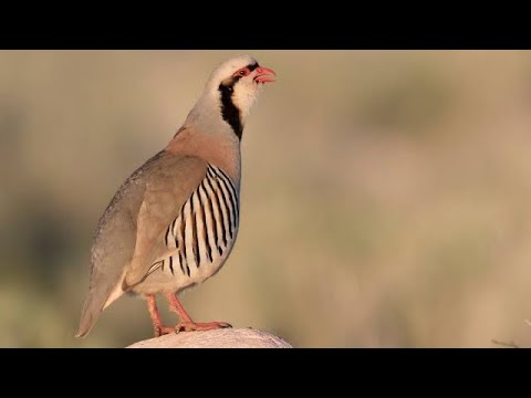 chukar partridge calling