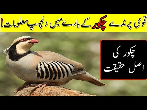 National Bird Of Pakistan Chakor Facts,چکور کے متعلق دلچسپ معلومات