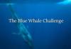 Blue Whale Challenge Game