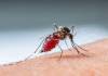Combat Dengue