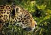 first Asian leopard reserve