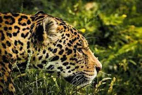 first Asian leopard reserve