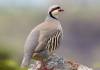 national bird of Pakistan