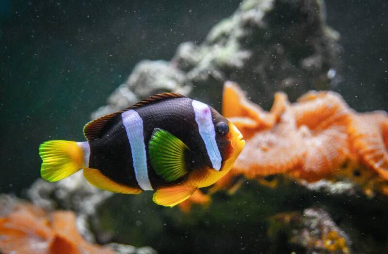 Mushka fish
