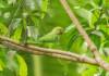Parrot World
