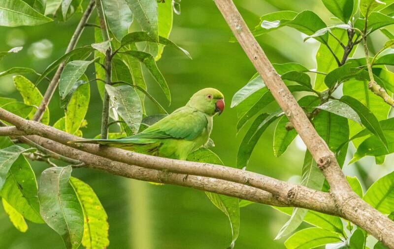 Parrot World