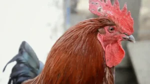Chicken Price