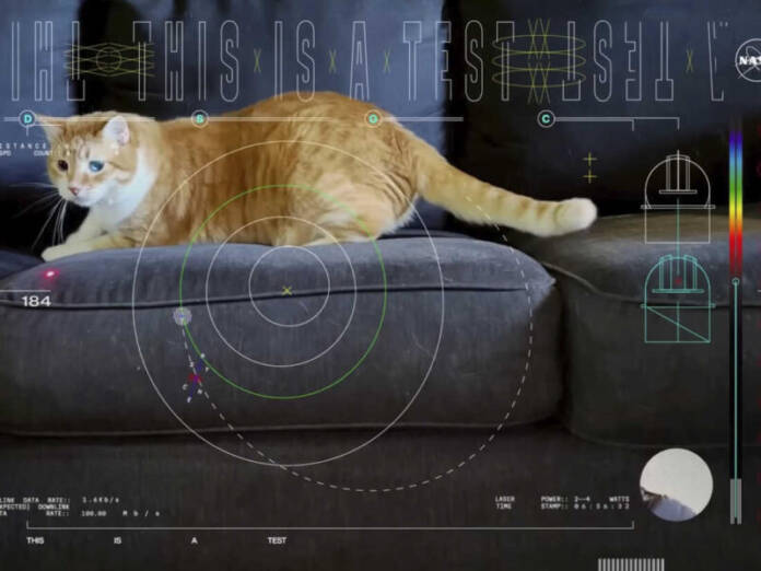 Cat Video