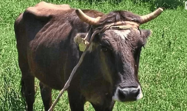 Bulgarian Cow Sentenced to Death for Illegally crossing the Border