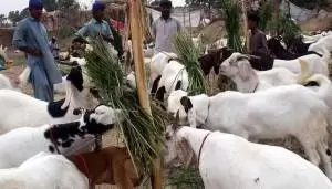 bakra-mandi-pakistan